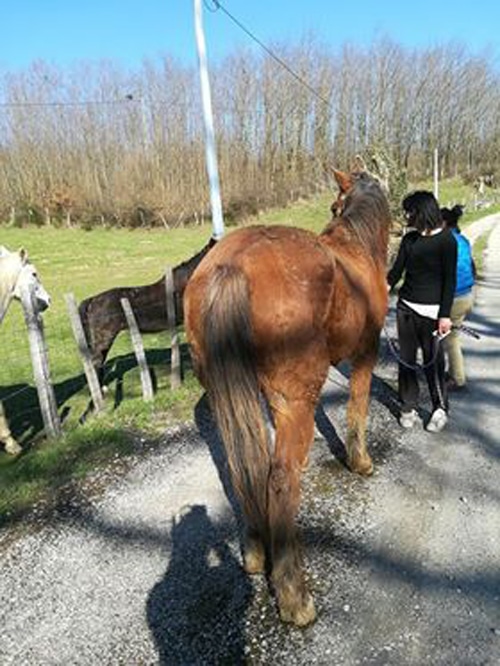 SAUVETAGE – Les 3 chevaux de JAILLANS (26) dans leur famille d’accueil provisoire !